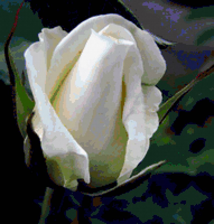 роза - цветок, роза, розы, цветы - предпросмотр