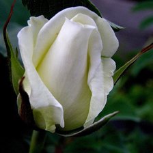 Схема вышивки «роза»