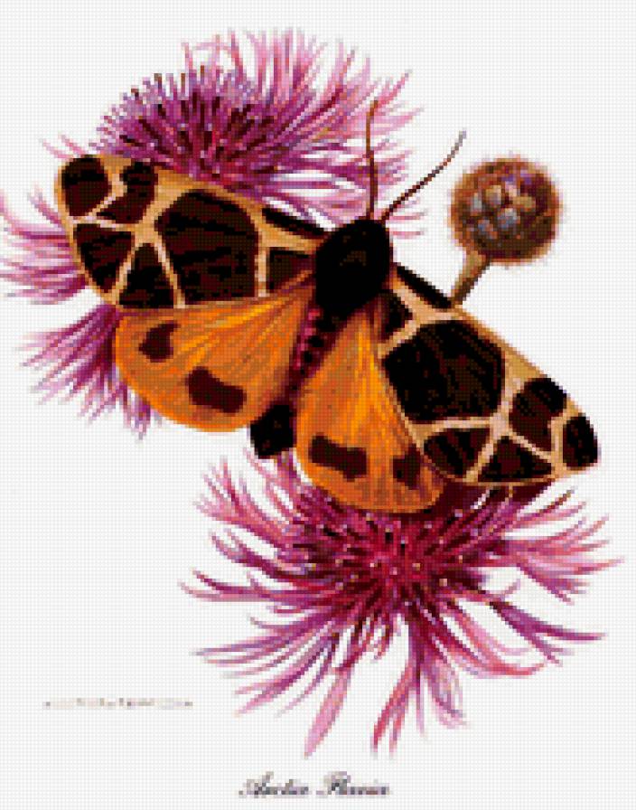 Бабочка - бабочка, цветок - предпросмотр