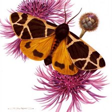 Схема вышивки «Бабочка»