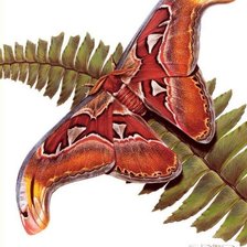 Схема вышивки «Бабочка»