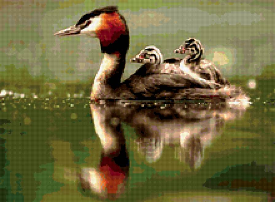 №387050 - утята, птенцы, утка, отражение, озеро, птицы - предпросмотр