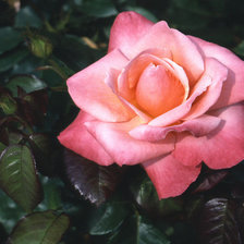 Схема вышивки «розы»