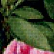Предпросмотр схемы вышивки «нежные пионы» (№387254)
