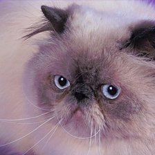 Схема вышивки «Голубоглазый...»