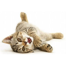 Схема вышивки «Лентяйчик»