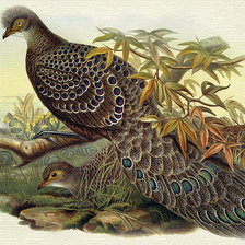 Схема вышивки «фазаны»