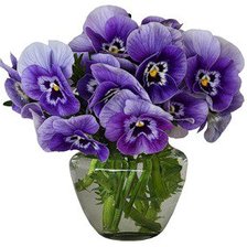 Схема вышивки «Анютины глазки»