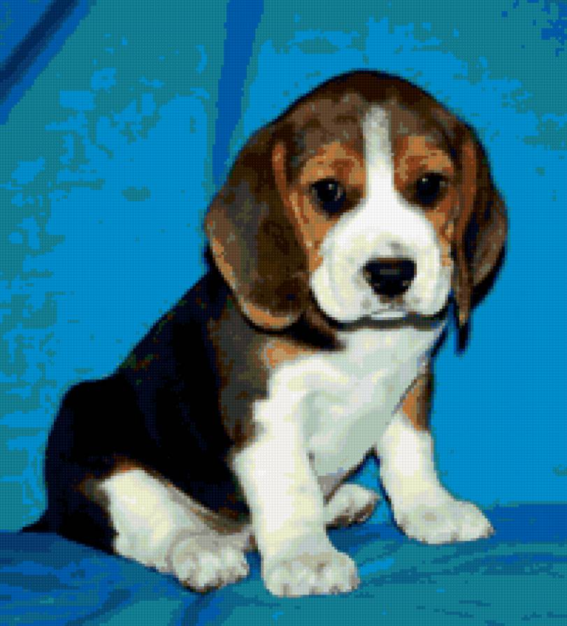 dog - dog - предпросмотр