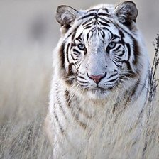 Схема вышивки «тигр в траве»