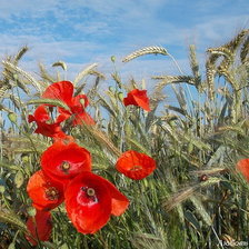 Схема вышивки «поле»