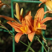 Схема вышивки «Лилии»