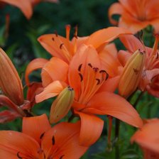 Схема вышивки «Лилии»