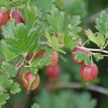 Схема вышивки «Крыжовник»