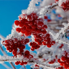 Схема вышивки «Рябина в снегу»