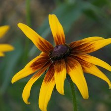 Схема вышивки «Ромашки»