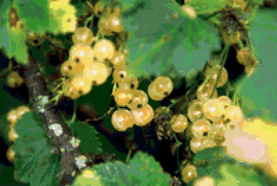 Белая смородина - растения, природа, смородина, ягоды - предпросмотр