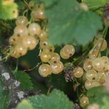 Схема вышивки «Белая смородина»