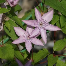 Схема вышивки «Цветы»