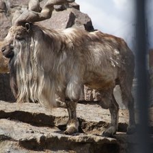 Схема вышивки «Козел»