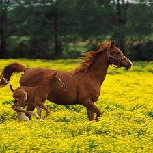 Схема вышивки «Свобода»