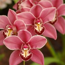 Схема вышивки «дендробиум»