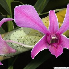 Схема вышивки «Орхидея.»