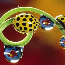 Схема вышивки «Букарашечки»