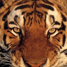 Схема вышивки «Гипнотизер.»