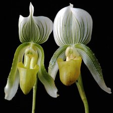 Схема вышивки «Венерин башмачок»