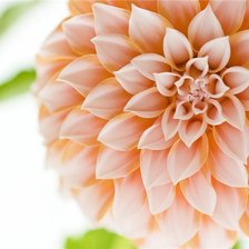 Схема вышивки «Георгин»