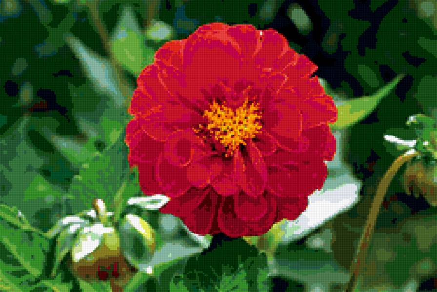 георгин - цветы, георгины - предпросмотр