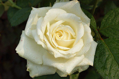 роза - цветок, цветы, розы, роза - оригинал