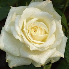 Схема вышивки «роза»