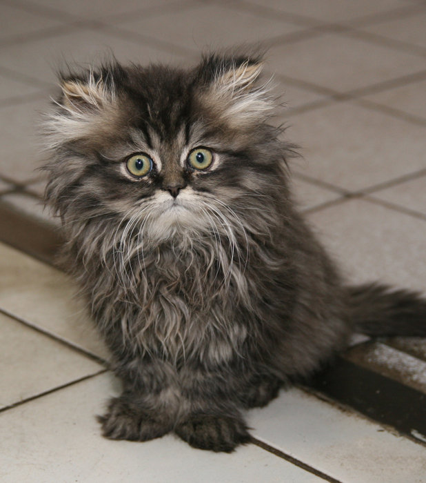 Глазастое чудо. - оригинал