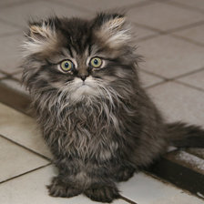 Схема вышивки «Глазастое чудо.»