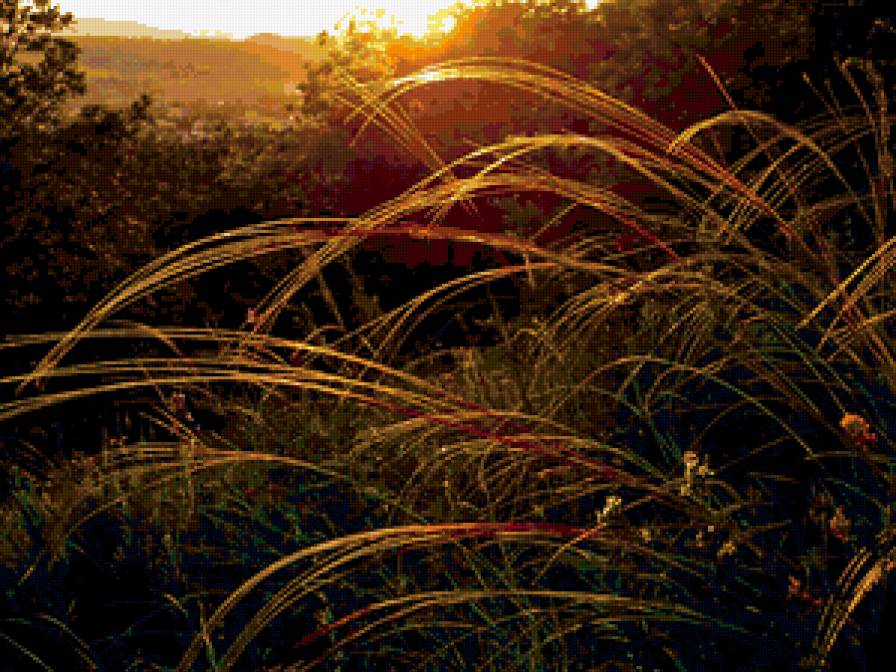 вечер - поле, травы, вечер, закат - предпросмотр