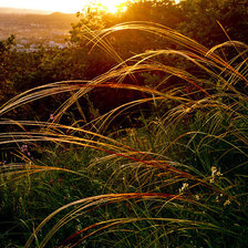 Схема вышивки «вечер»