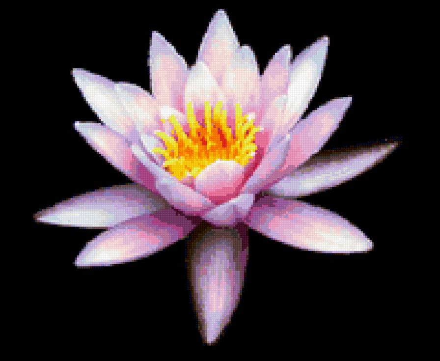 лотос - лилии, цветы, лотос - предпросмотр