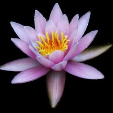 Схема вышивки «лотос»