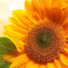 Схема вышивки «подсолнух»