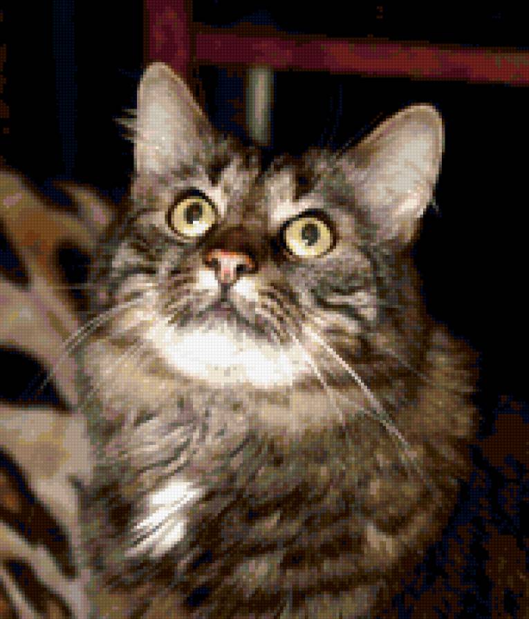 кот Васька - животные, кот - предпросмотр