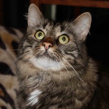 Схема вышивки «кот Васька»