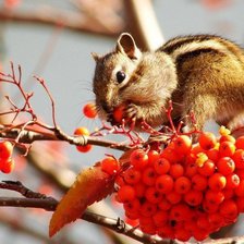 Схема вышивки «бурундук и рябина»