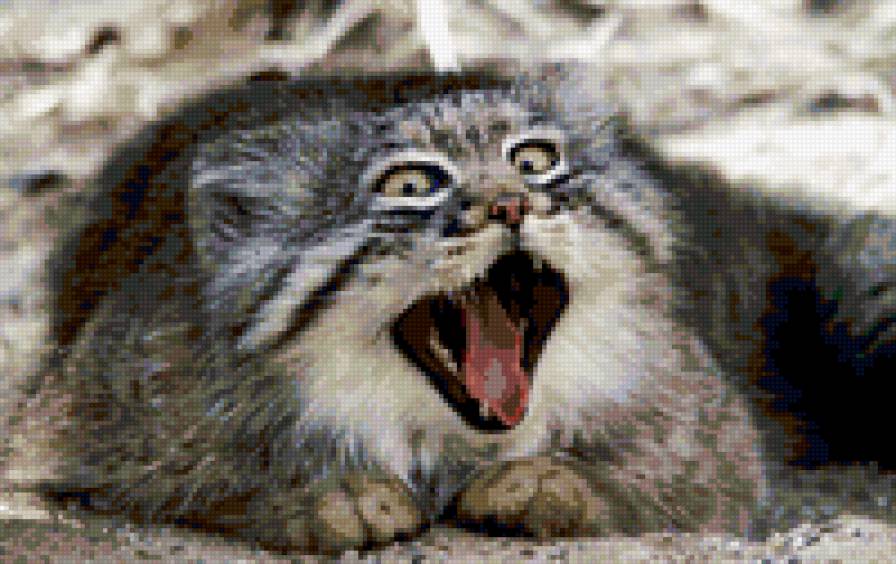 ням - ням - животное, манул - предпросмотр