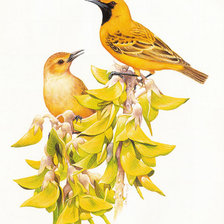 Схема вышивки «№388437»