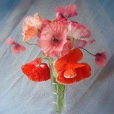 Схема вышивки «маки»