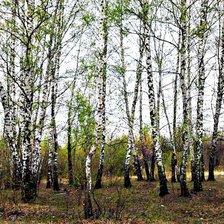 Схема вышивки «березовая роща»