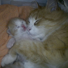 сладкий сон