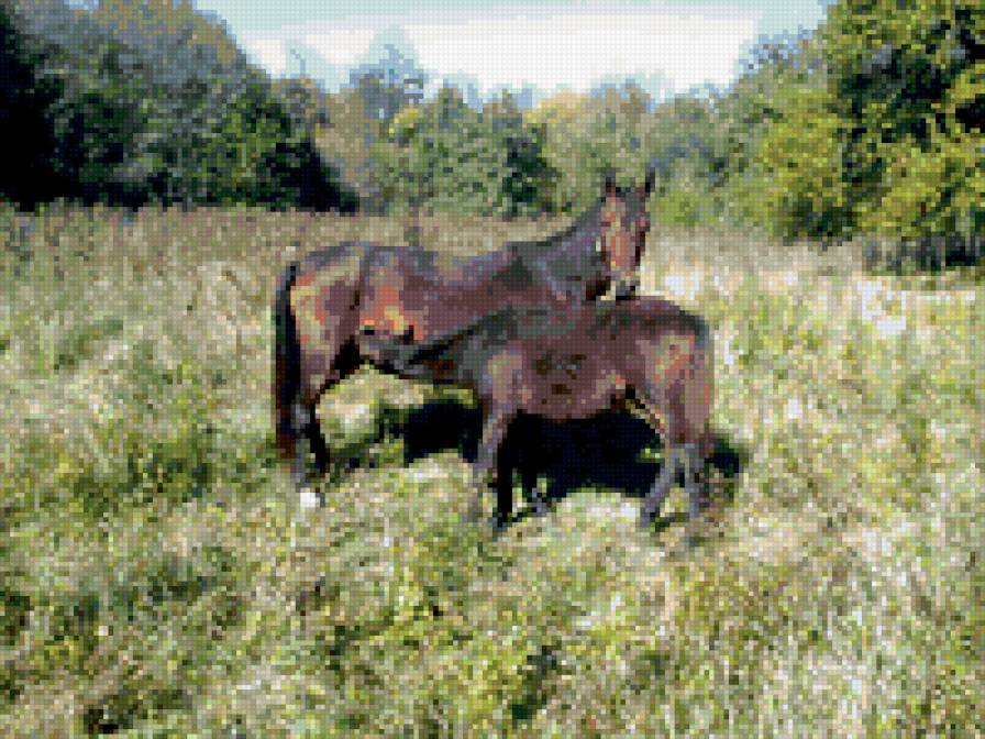 есть хочется - природа, лошади - предпросмотр